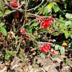 Chaenomeles speciosa (Flowering Quince) at Bruce, ACT - 16 Sep 2023 by jpittock