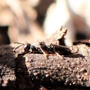 Chalcidoidea (superfamily) at Belconnen, ACT - 10 Sep 2023