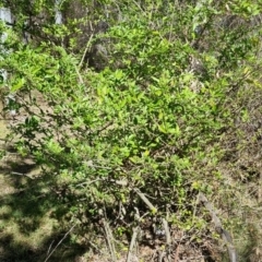 Ligustrum sinense (Narrow-leaf Privet, Chinese Privet) at Bruce, ACT - 16 Sep 2023 by jpittock