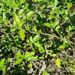 Ligustrum sinense at Bruce, ACT - 16 Sep 2023 10:47 AM