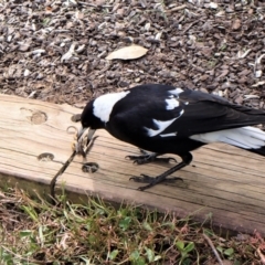 Gymnorhina tibicen at Cook, ACT - 12 Sep 2023 01:17 PM