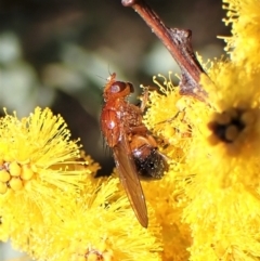 Rhagadolyra magnicornis (Lauxaniid fly) at Belconnen, ACT - 12 Sep 2023 by CathB