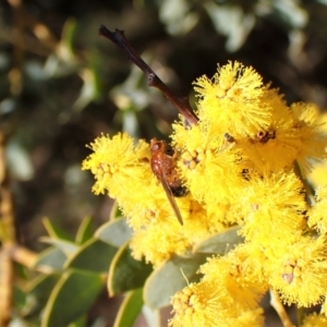 Rhagadolyra magnicornis at Belconnen, ACT - 12 Sep 2023