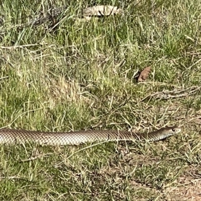 Pseudonaja textilis (Eastern Brown Snake) at Mount Majura - 15 Sep 2023 by Louisab