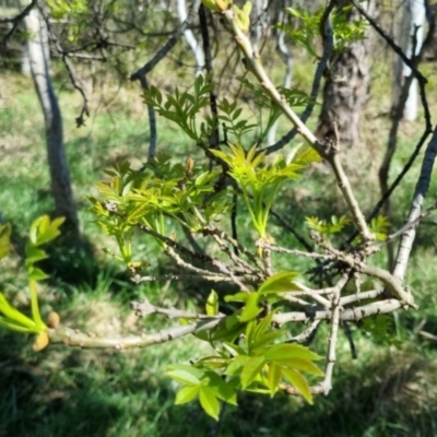 Fraxinus sp. (An Ash) at Bruce, ACT - 16 Sep 2023 by jpittock