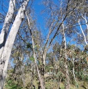 Fraxinus sp. at Bruce, ACT - 16 Sep 2023 10:36 AM