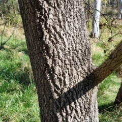 Fraxinus sp. at Bruce, ACT - 16 Sep 2023 10:36 AM