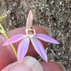 Caladenia carnea (Pink Fingers) at Aranda, ACT - 16 Sep 2023 by lbradley