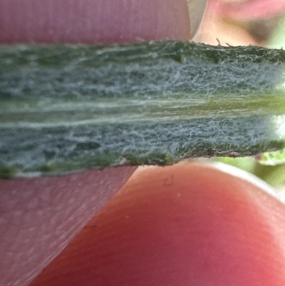Senecio quadridentatus (Cotton Fireweed) at Aranda, ACT - 16 Sep 2023 by lbradley