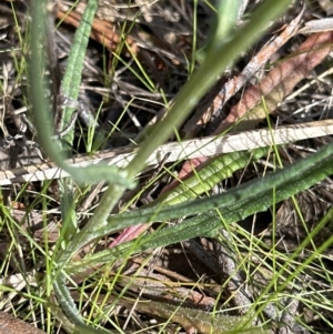 Senecio quadridentatus at Aranda, ACT - 16 Sep 2023