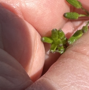 Senecio quadridentatus at Aranda, ACT - 16 Sep 2023