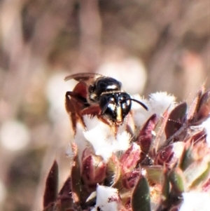 Exoneura sp. (genus) at Belconnen, ACT - 12 Sep 2023