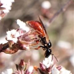 Exoneura sp. (genus) at Belconnen, ACT - 12 Sep 2023