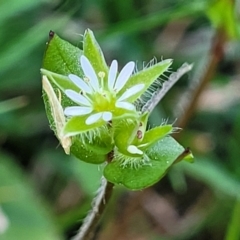 Stellaria media (Common Chickweed) at Bruce, ACT - 16 Sep 2023 by trevorpreston