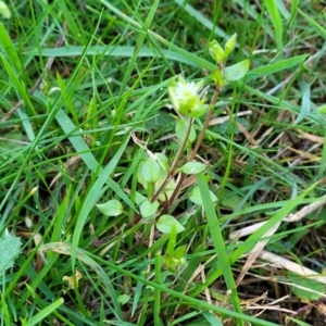 Stellaria media at Bruce, ACT - 16 Sep 2023