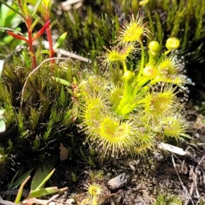 Drosera gunniana at Bruce, ACT - 16 Sep 2023 10:54 AM