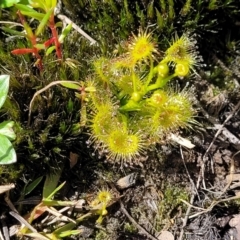 Drosera gunniana at Bruce, ACT - 16 Sep 2023