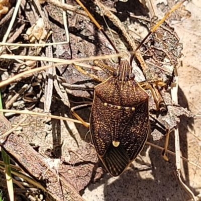 Poecilometis strigatus (Gum Tree Shield Bug) at Bruce Ridge to Gossan Hill - 16 Sep 2023 by trevorpreston