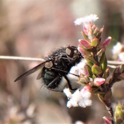 Calliphoridae (family) (Unidentified blowfly) at Aranda Bushland - 12 Sep 2023 by CathB