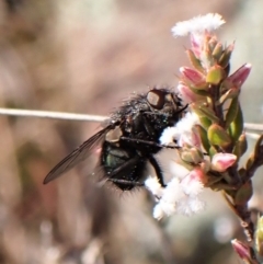 Calliphoridae (family) at Belconnen, ACT - 12 Sep 2023