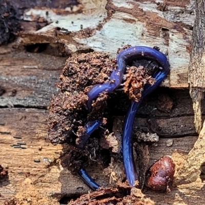 Caenoplana coerulea (Blue Planarian, Blue Garden Flatworm) at Bruce Ridge to Gossan Hill - 16 Sep 2023 by trevorpreston