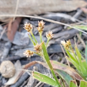 Luzula densiflora at Bruce, ACT - 16 Sep 2023 10:16 AM