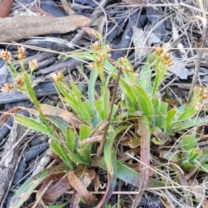 Luzula densiflora at Bruce, ACT - 16 Sep 2023 10:16 AM