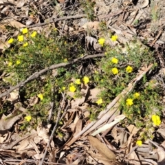 Hibbertia calycina (Lesser Guinea-flower) at Bruce, ACT - 16 Sep 2023 by trevorpreston