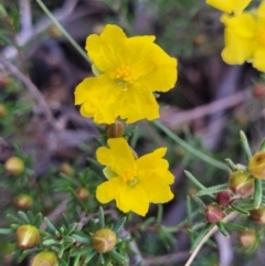 Hibbertia calycina at Bruce, ACT - 16 Sep 2023