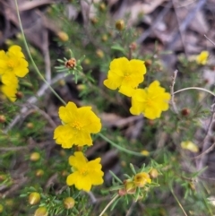 Hibbertia calycina at Bruce, ACT - 16 Sep 2023