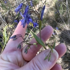 Stypandra glauca (Nodding Blue Lily) at Aranda, ACT - 16 Sep 2023 by lbradley