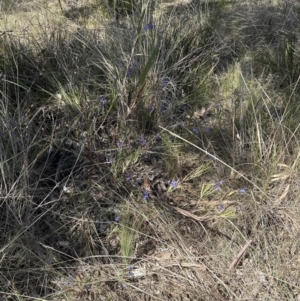 Stypandra glauca at Aranda, ACT - 16 Sep 2023