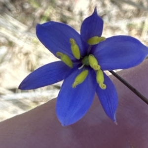 Stypandra glauca at Aranda, ACT - 16 Sep 2023