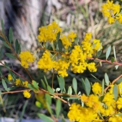 Acacia buxifolia subsp. buxifolia (Box-leaf Wattle) at Bruce Ridge to Gossan Hill - 16 Sep 2023 by trevorpreston