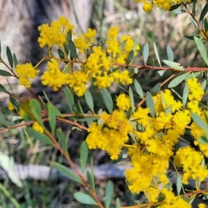 Acacia buxifolia subsp. buxifolia at Bruce, ACT - 16 Sep 2023