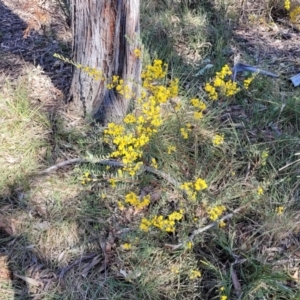 Acacia buxifolia subsp. buxifolia at Bruce, ACT - 16 Sep 2023