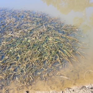 Vallisneria australis at Bruce, ACT - 16 Sep 2023