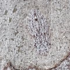 Ledromorpha planirostris (A leafhopper) at Bruce, ACT - 16 Sep 2023 by trevorpreston