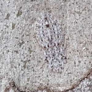 Ledromorpha planirostris at Bruce, ACT - 16 Sep 2023