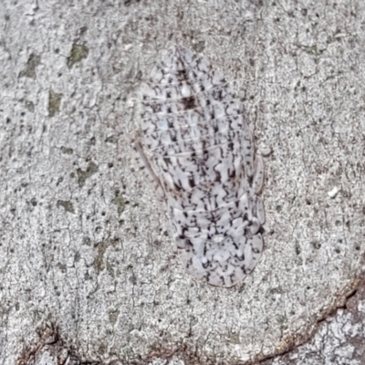 Ledromorpha planirostris (A leafhopper) at Bruce, ACT - 15 Sep 2023 by trevorpreston