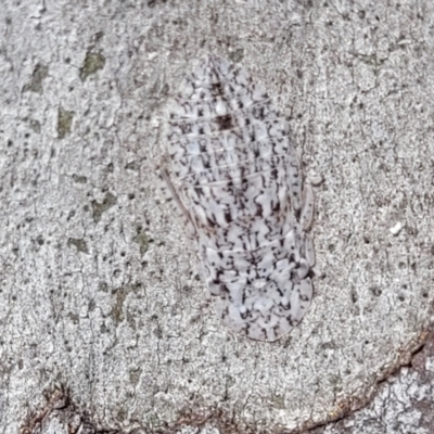 Ledromorpha planirostris (A leafhopper) at Bruce, ACT - 16 Sep 2023 by trevorpreston