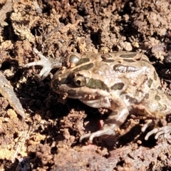 Limnodynastes tasmaniensis (Spotted Grass Frog) at Bruce Ridge to Gossan Hill - 15 Sep 2023 by trevorpreston