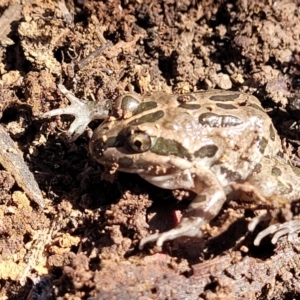 Limnodynastes tasmaniensis at Bruce, ACT - 16 Sep 2023 09:43 AM