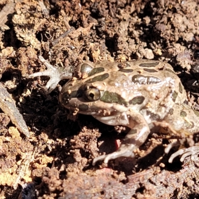 Limnodynastes tasmaniensis (Spotted Grass Frog) at Bruce Ridge to Gossan Hill - 15 Sep 2023 by trevorpreston