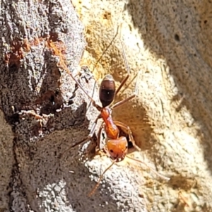 Iridomyrmex purpureus at Bruce, ACT - 16 Sep 2023 09:38 AM