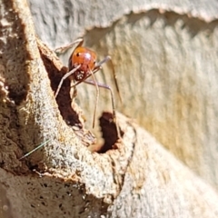 Iridomyrmex purpureus at Bruce, ACT - 16 Sep 2023 09:38 AM