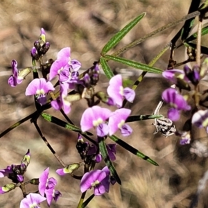 Glycine clandestina at Bruce, ACT - 16 Sep 2023 09:36 AM