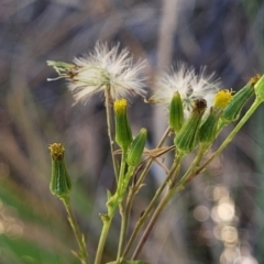 Senecio diaschides (Erect Groundsel) at Bruce, ACT - 15 Sep 2023 by trevorpreston