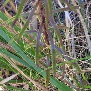 Senecio diaschides at Bruce, ACT - 16 Sep 2023