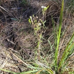 Senecio diaschides at Bruce, ACT - 16 Sep 2023